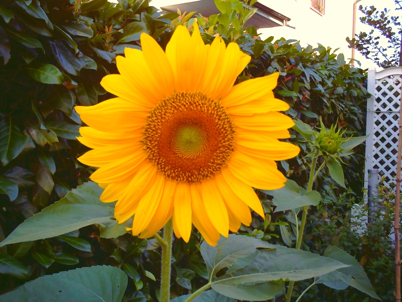 A sunflower in my garden - LadyDuck