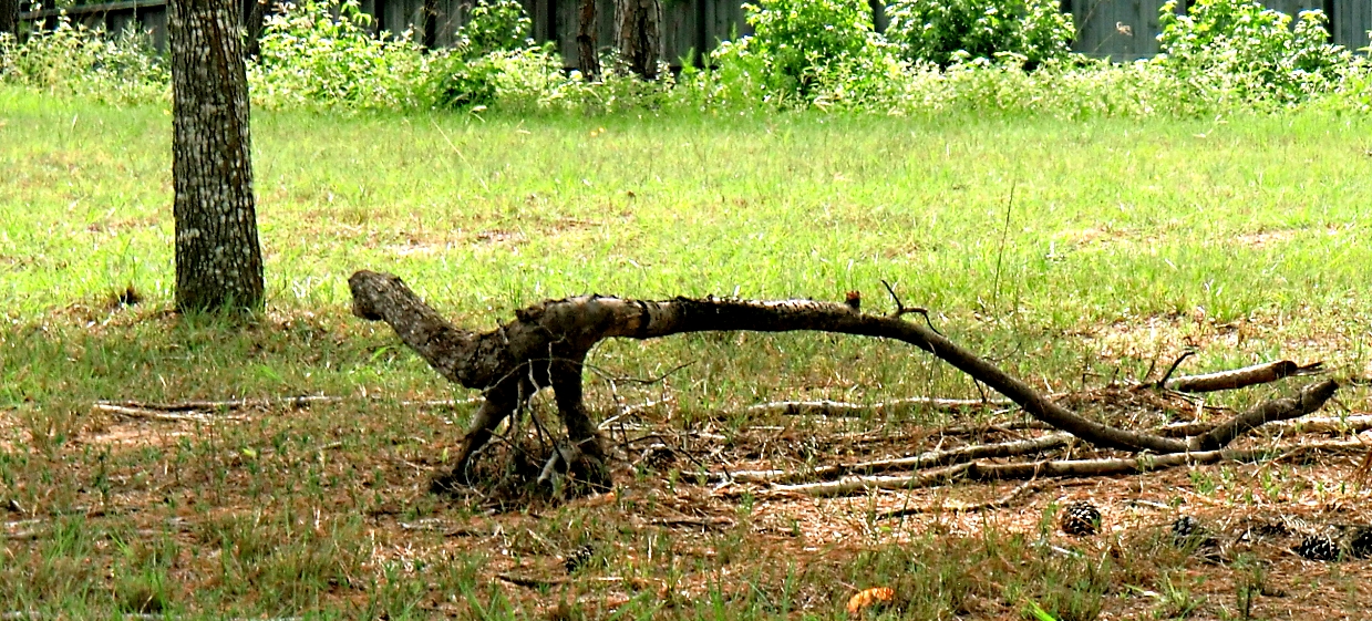 Dinosaurus Pineum - Gus Kilthau