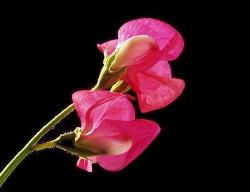 Sweet Pea Flower - Bright pink Sweet Pea flower.