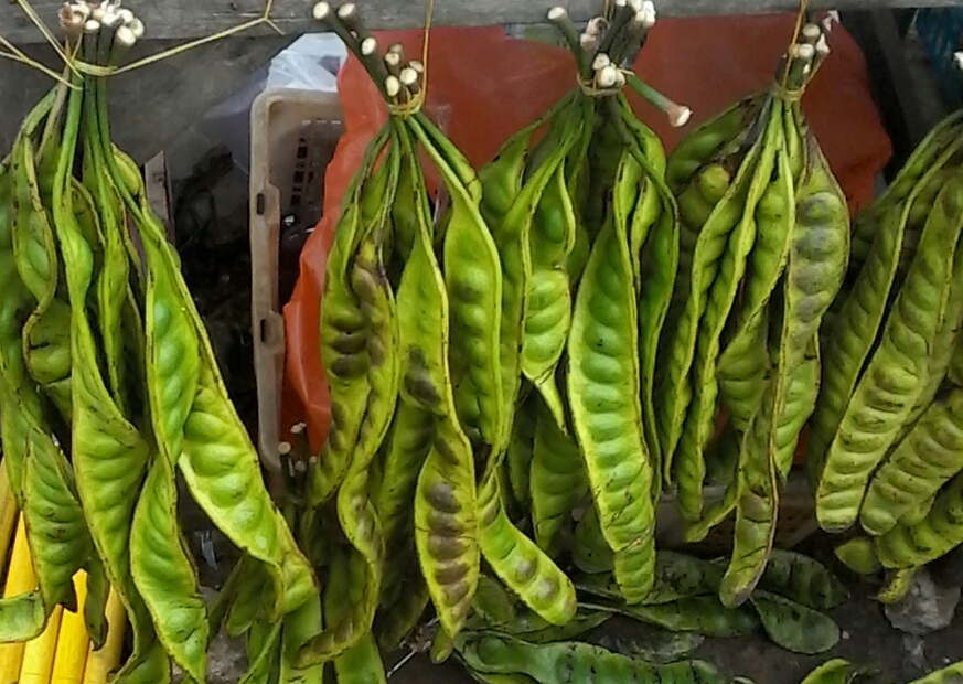 Parkia Speciosa or Stink Bean Parkia Speciosa or Stink Bean