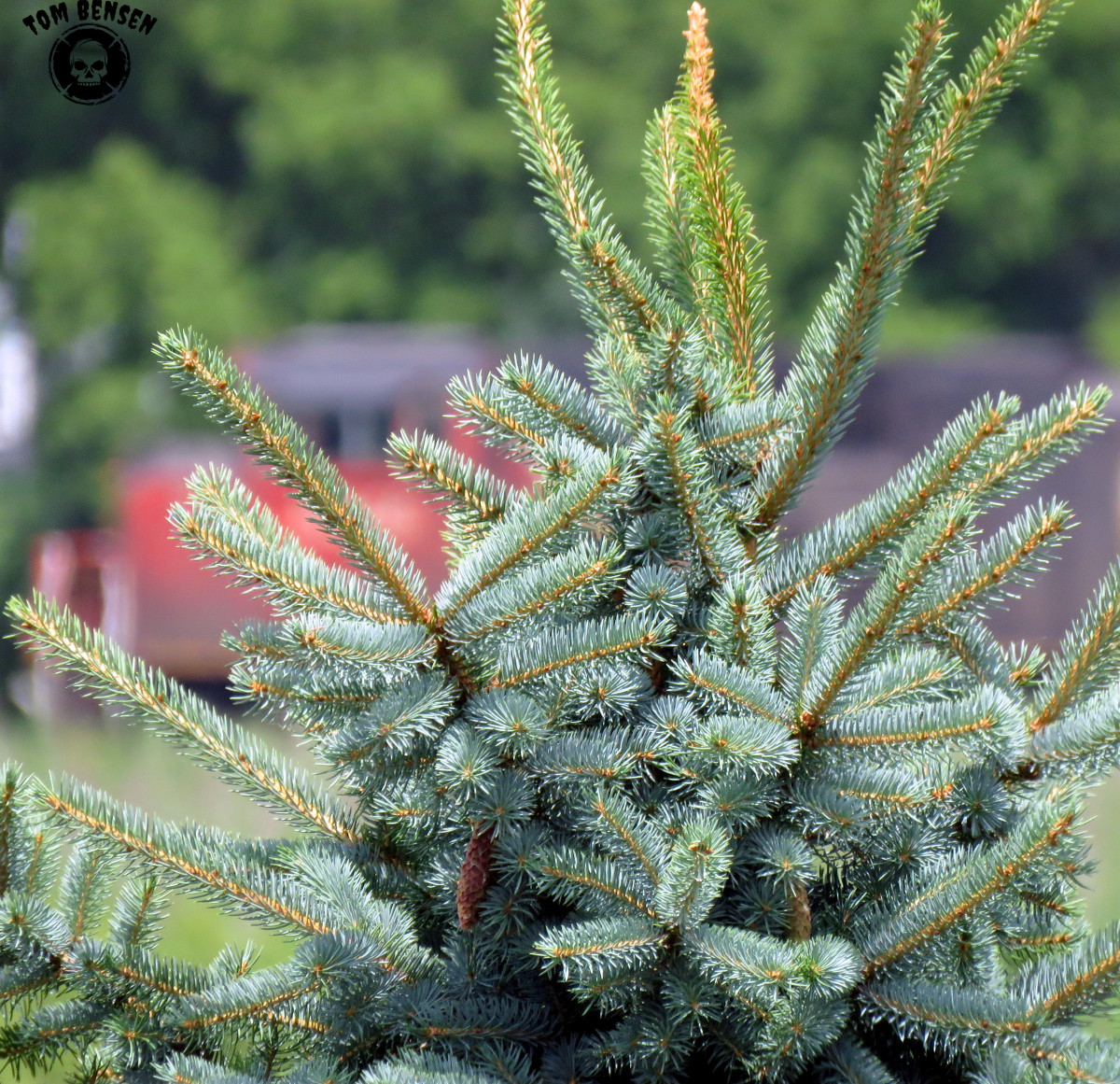 The train hiding behind the tree. Taken by me on 7/4/17 The train hiding behind the tree. Taken by me on 7/4/17