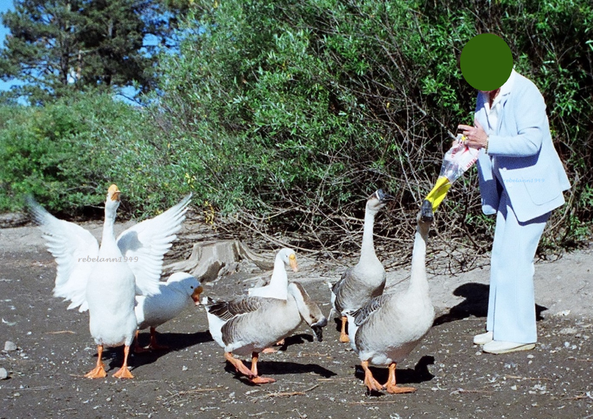 Mom feedin geese Mom feedin geese
