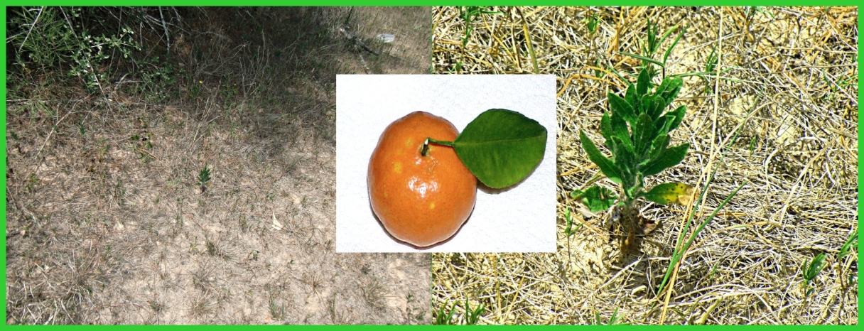 Peewee of a green plant compared in size to a tangerine - Gus Kilthau Peewee of a green plant compared in size to a tangerine - Gus Kilthau