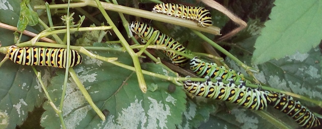 should I kill them or keep them - image is mine @freelanzer should I kill them or keep them - image is mine @freelanzer