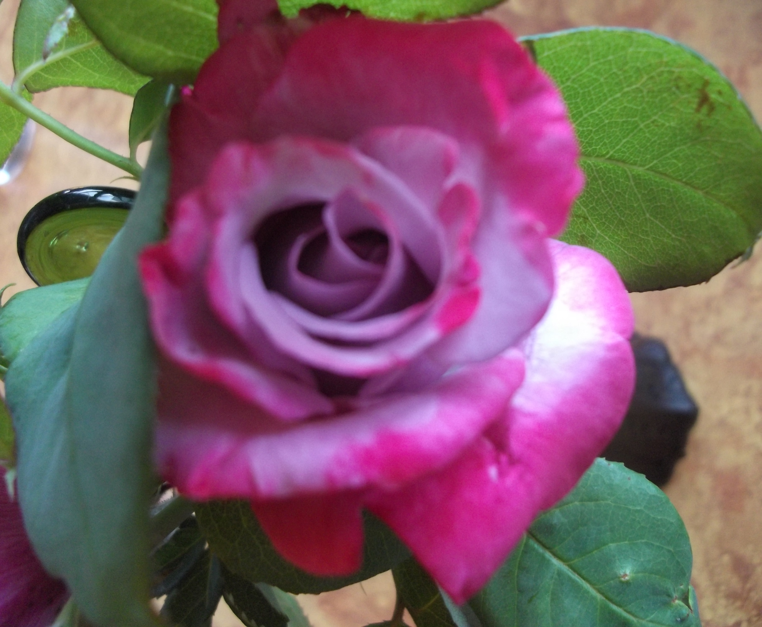 Rose photo taken by me 7-7-17 Rose photo taken by me 7-7-17