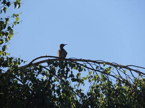 Northern Flicker silhouette I took this morning