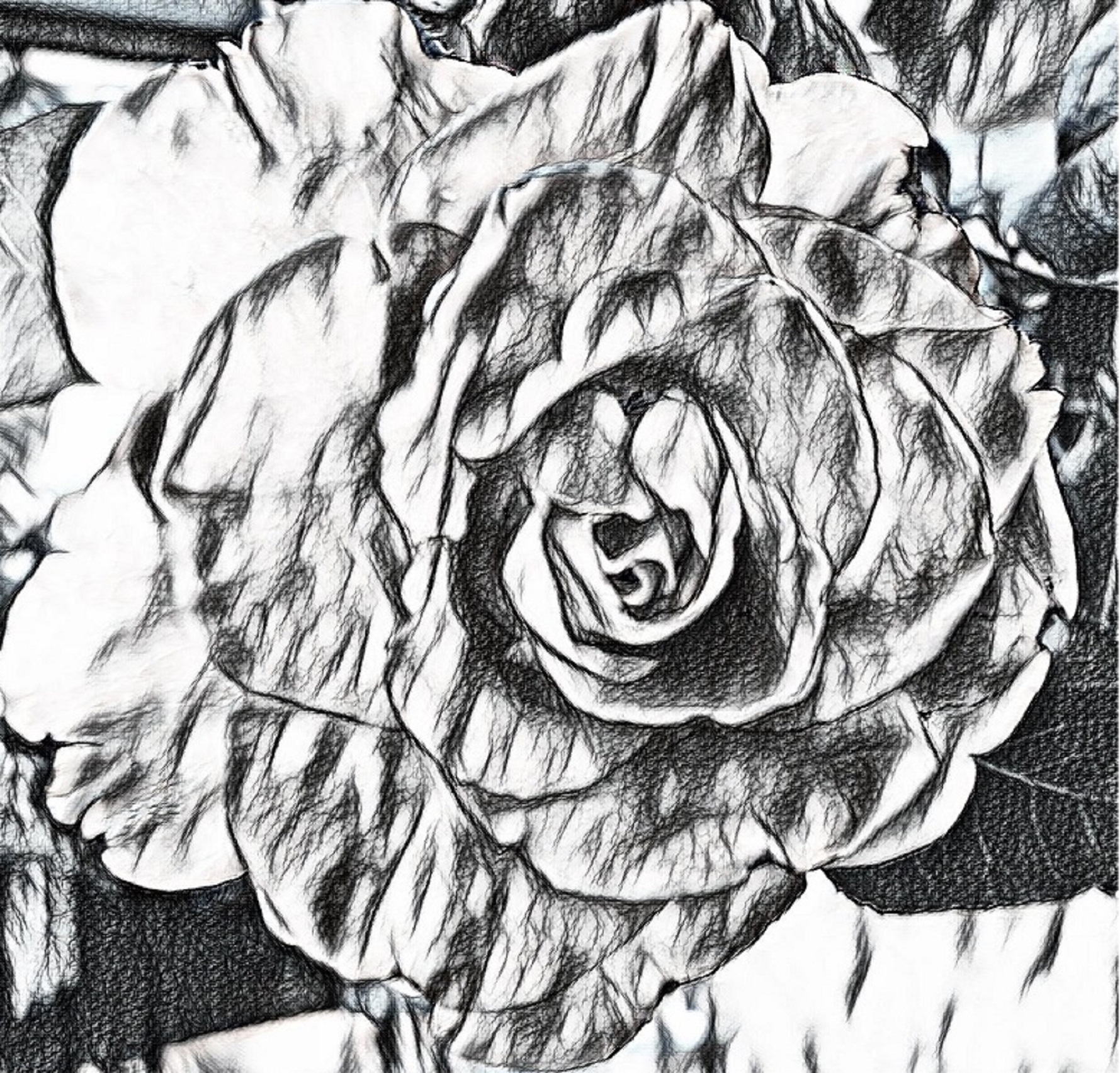 Photo taken by me with "sketch" effect on LunaPic.com Photo taken by me with "sketch" effect on LunaPic.com
