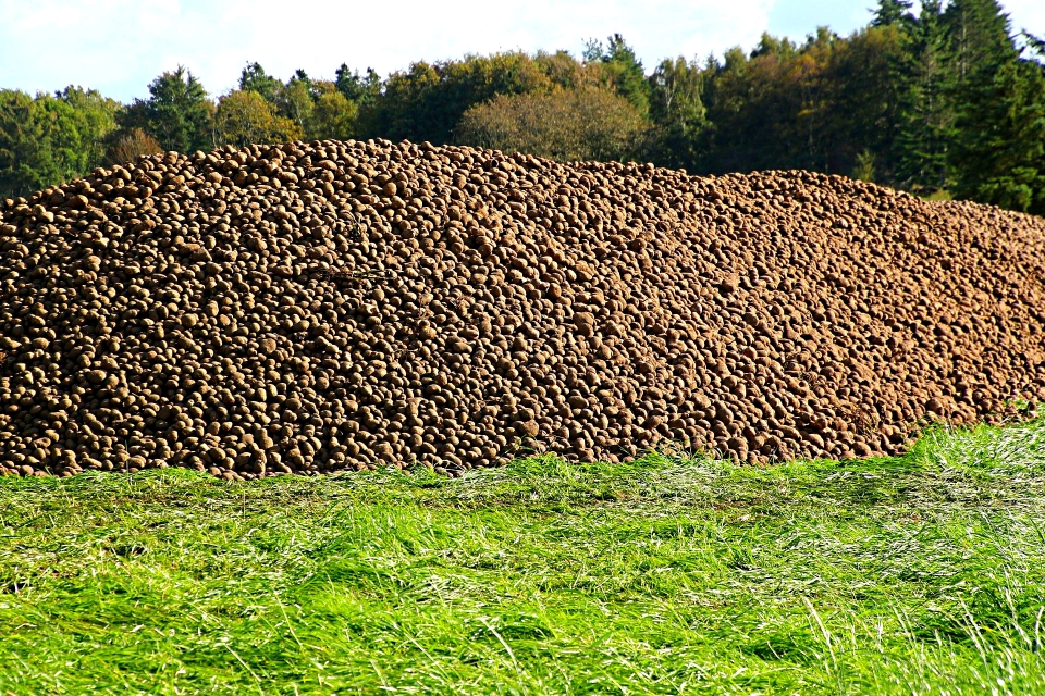 Taters - Pixabay.com Taters - Pixabay.com