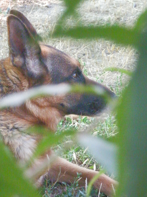 german shepherd dog adult german shepherd dog adult