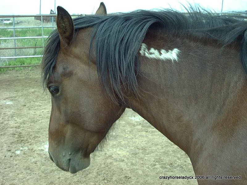 Jake, a beloved once wild mustang friend ~ may he be ridin' the skies!