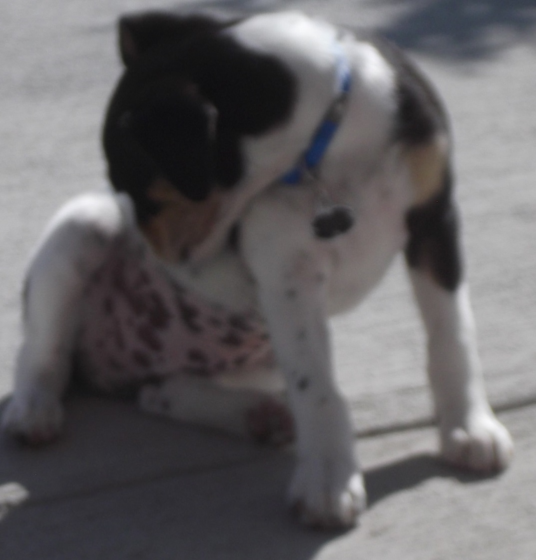 Photo of neighbor's puppy taken by me Photo of neighbor's puppy taken by me
