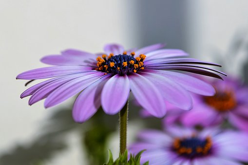 purple color flower
