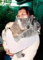 Koala Bear - Picture of a woman cuddling a koala bear