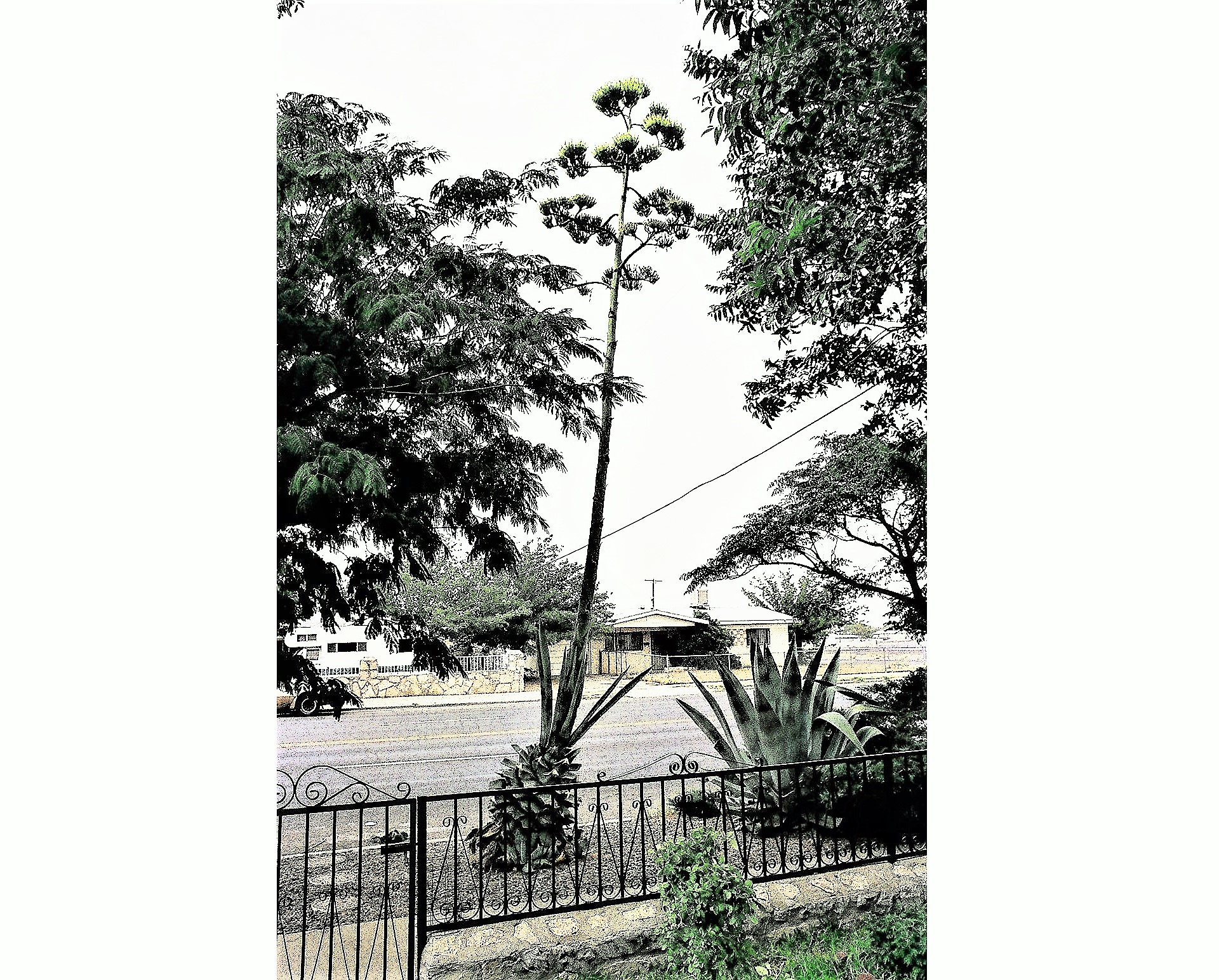 It's called the century plant, it blooms once when it reaches about 100 years old then dies It's called the century plant, it blooms once when it reaches about 100 years old then dies