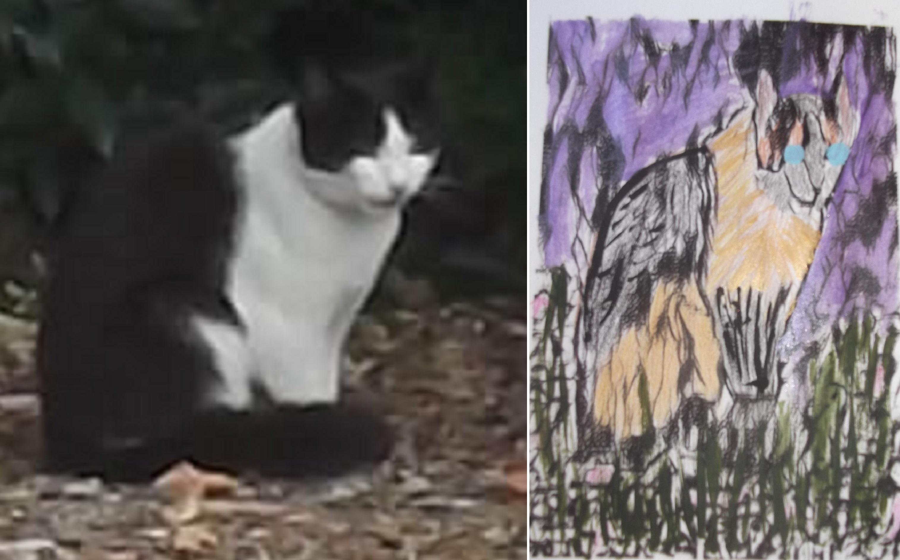 Original photo I took and the kitty card I am making after making the photo into a "sketch" on LunaPic.com