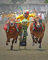 Bull Racing - Bull Racing