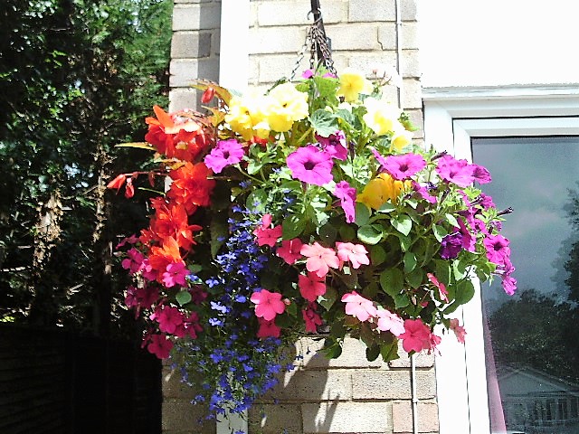Another of my hanging baskets.