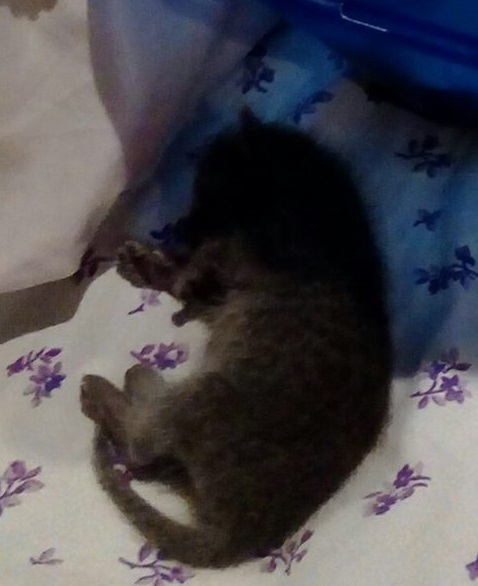 shot of the baby after getting out of box on her own shot of the baby after getting out of box on her own
