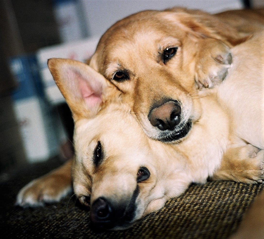 Gracie found a soft pillow, her name is Sophie Gracie found a soft pillow, her name is Sophie