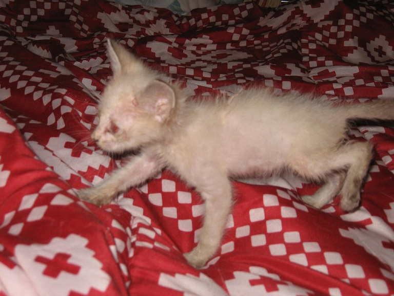 Kismet right after being rescued 6 years ago