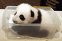 Now isn't this the cutest little thing! - This is the cutest little panda cub! I just wanna give it a big hug!