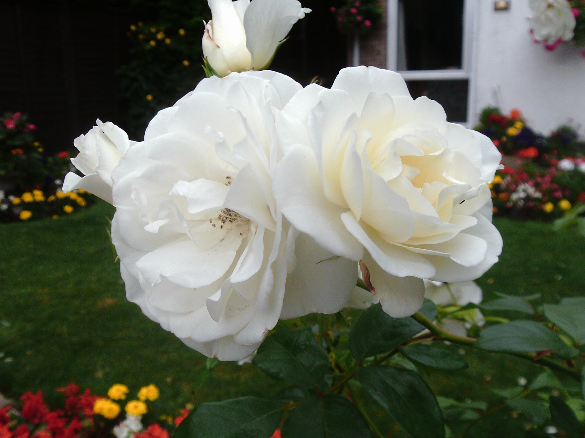 Roses for Sarah.