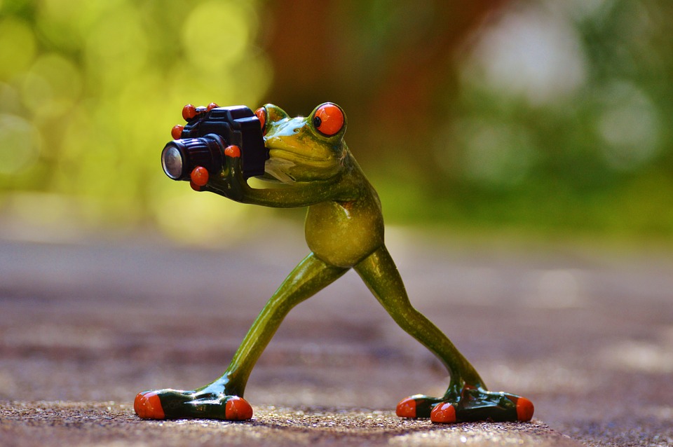 https://pixabay.com/en/photographer-frog-funny-green-868106/ https://pixabay.com/en/photographer-frog-funny-green-868106/