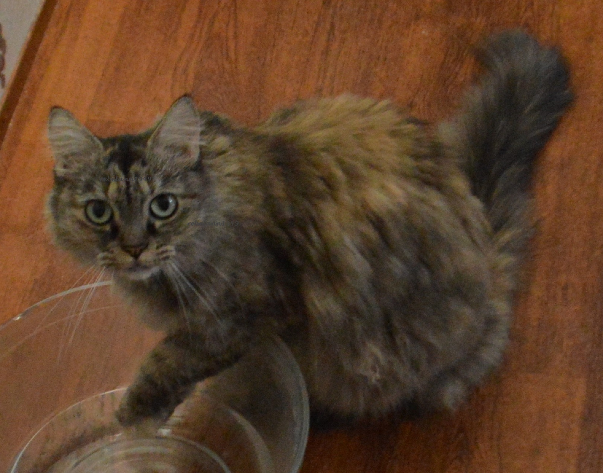 That's Boobear drinking water from her paw. That's Boobear drinking water from her paw.