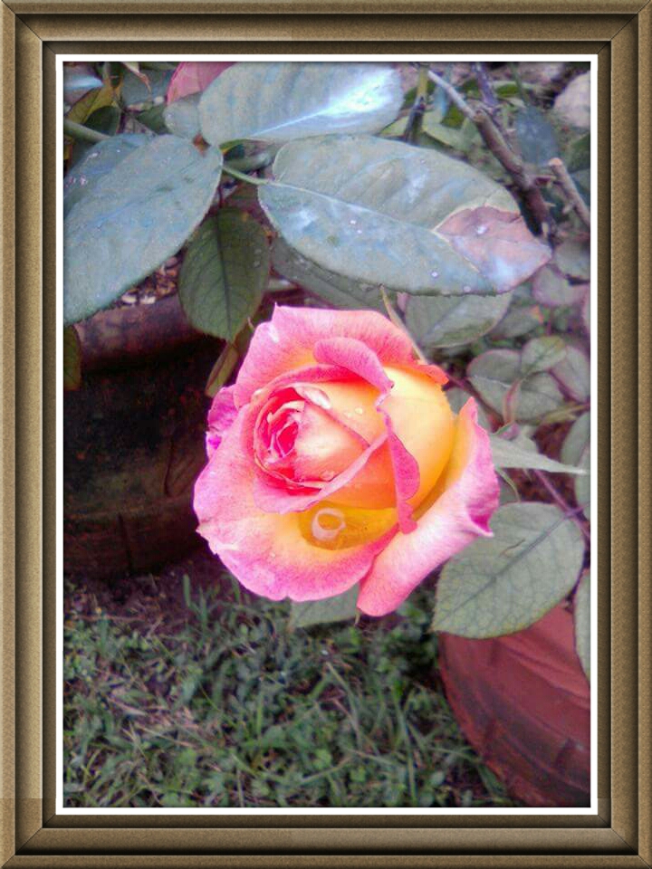 our two -colour rose