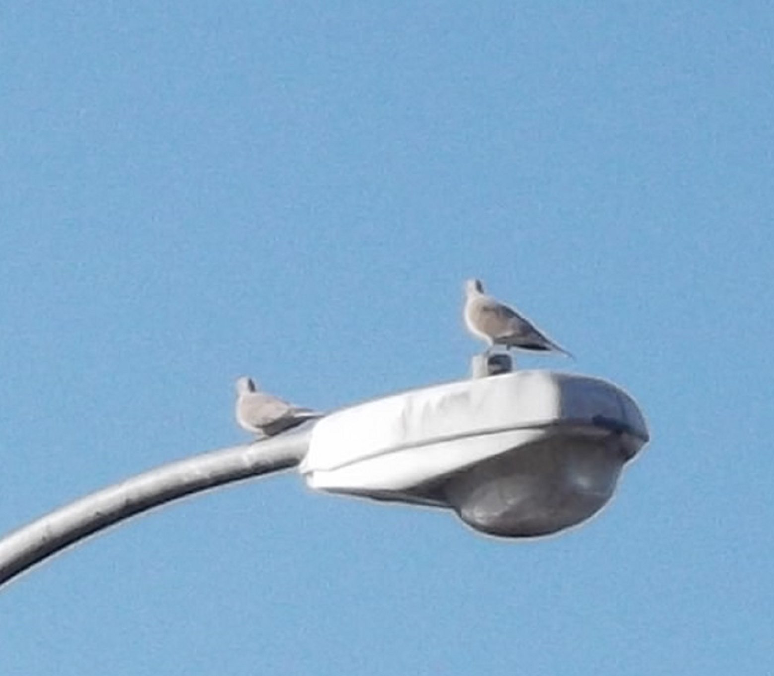 Photo I took of doves on a lightpost Photo I took of doves on a lightpost
