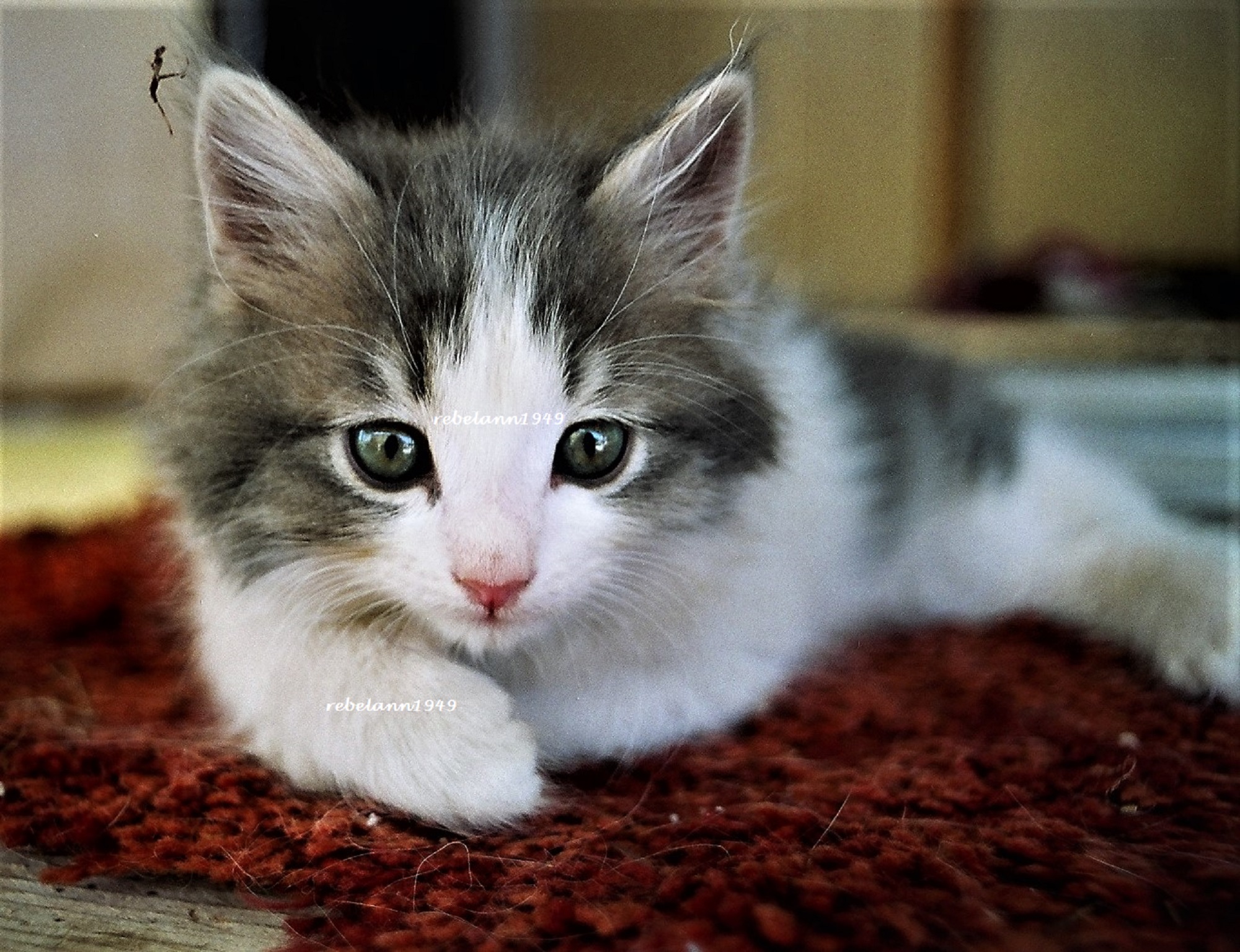 Spunky in 1992 shortly after I brought him home. Spunky in 1992 shortly after I brought him home.