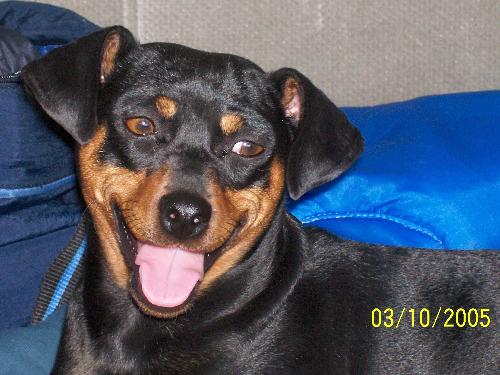 Dog - This is my baby... Her name is Jin-Jin. She was a Mother's Day gift from my kids. Jin-Jin brings me so much joy