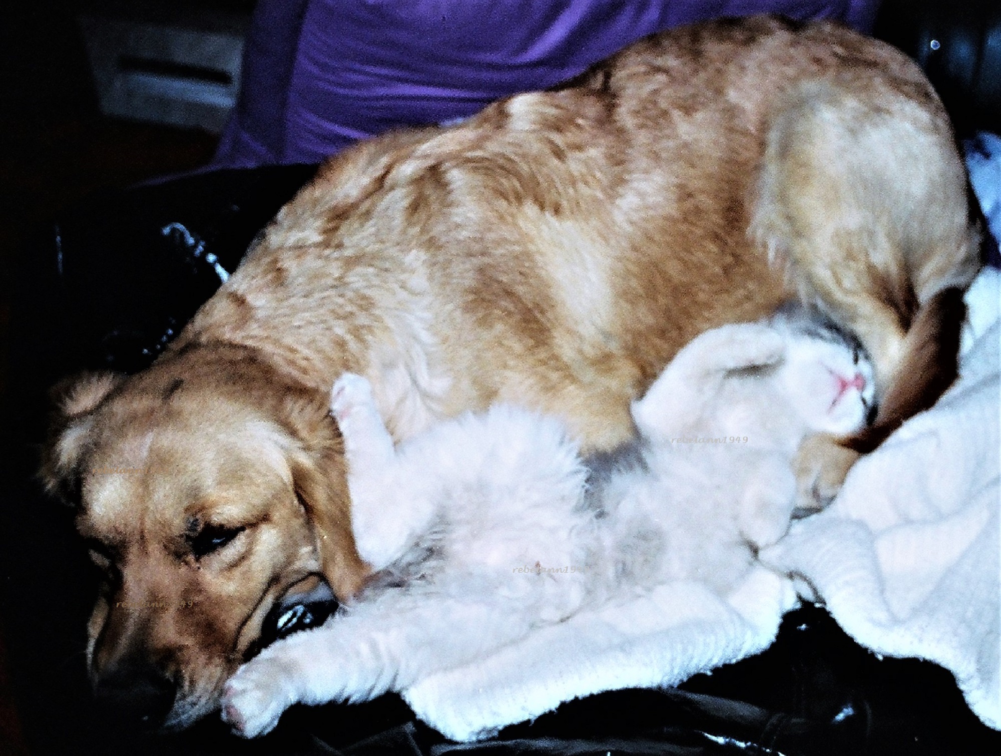 Gracie and Spunky takin a nap Gracie and Spunky takin a nap