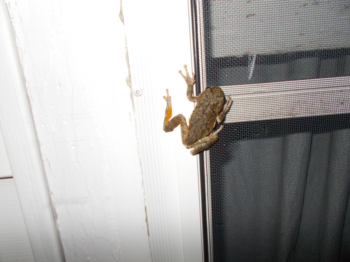 Large tree frog on window