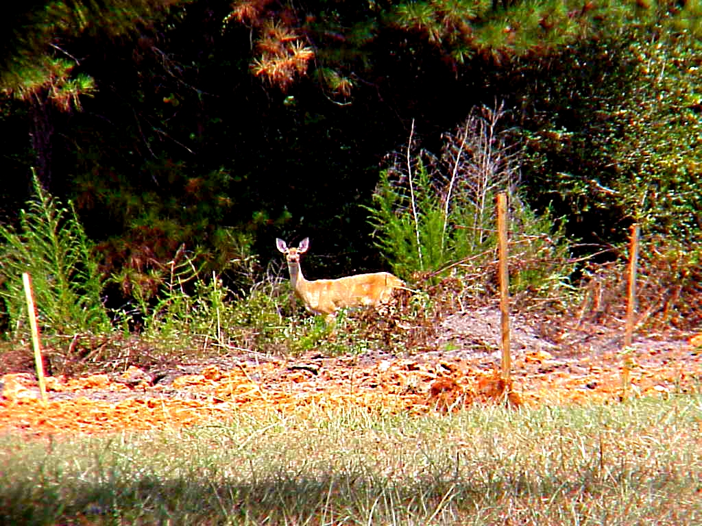 Deer at the Forest Edge - Gus Kilthau Deer at the Forest Edge - Gus Kilthau