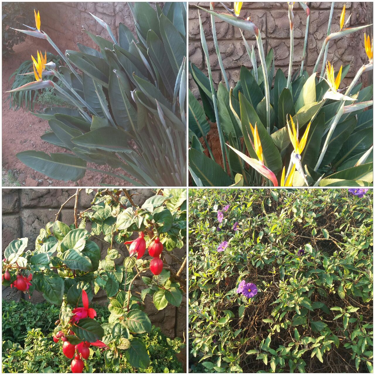 birds of Paradise and shrubs shot by me