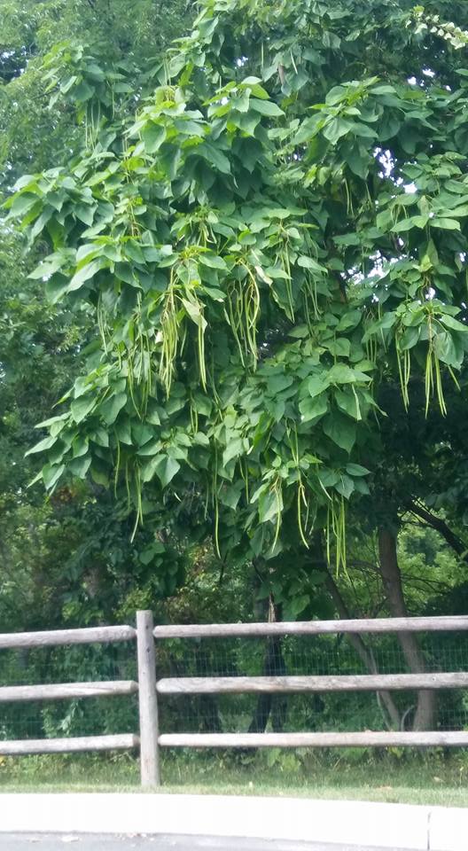 The Catalpa tree behind our Taco Bell