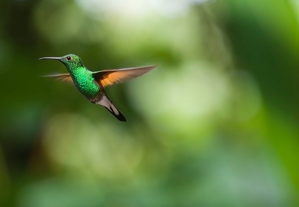 https://pixabay.com/en/hummingbird-bird-trochilidae-fly-2139278/