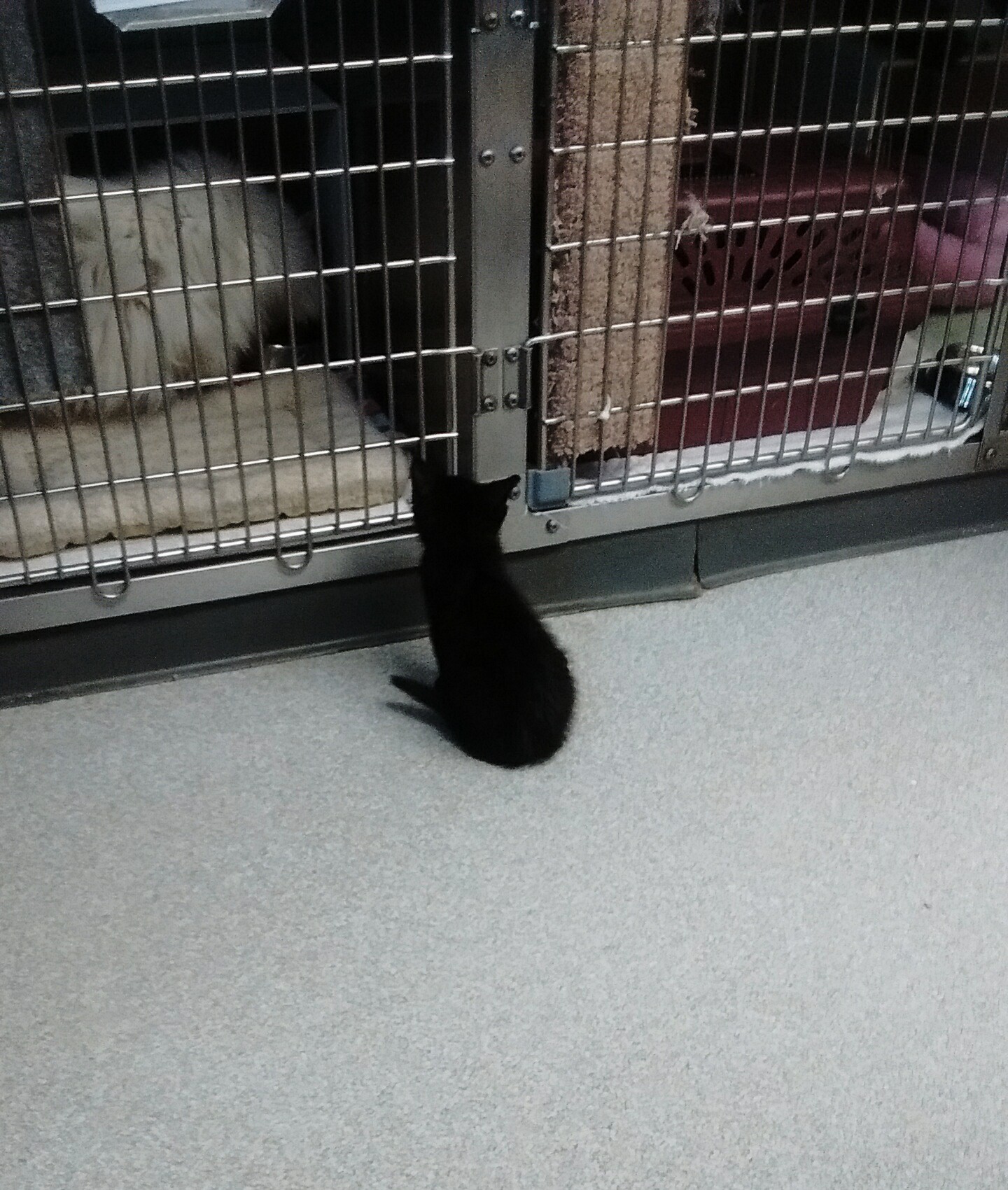 Timothy visiting a shelter cat!