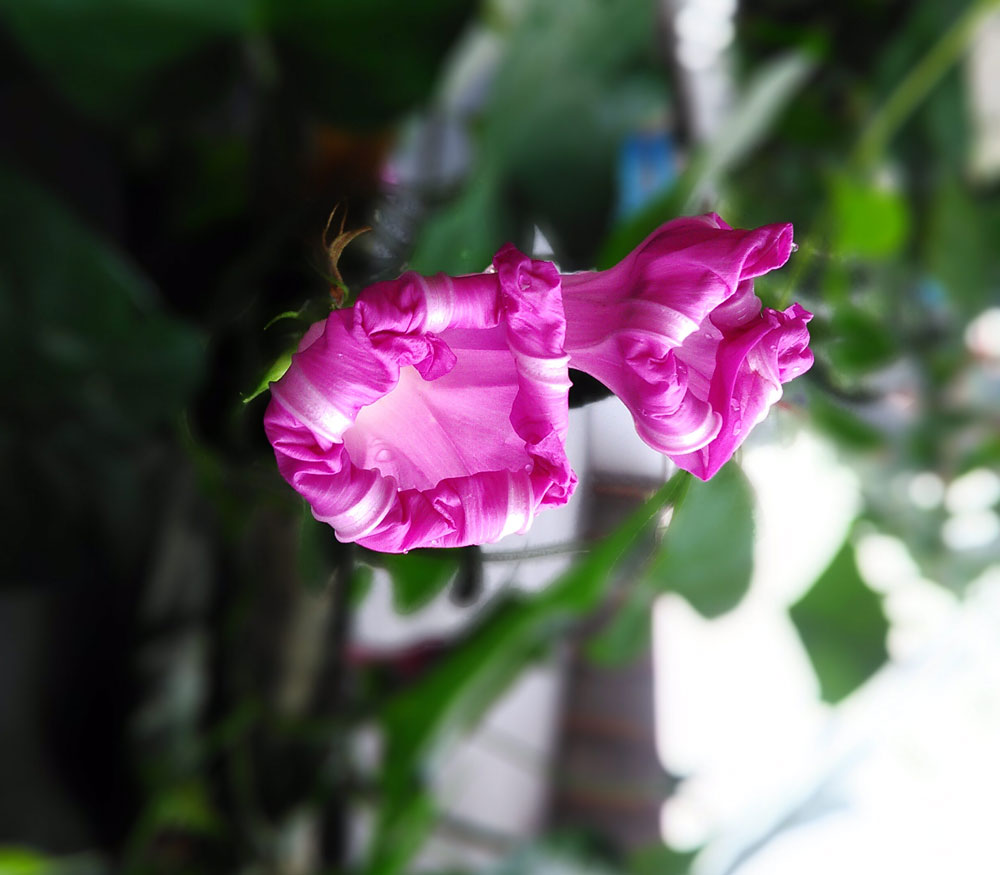 flower taken with zenfone Go camera