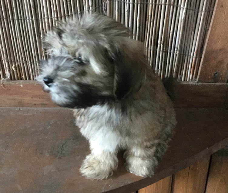 Kahlua