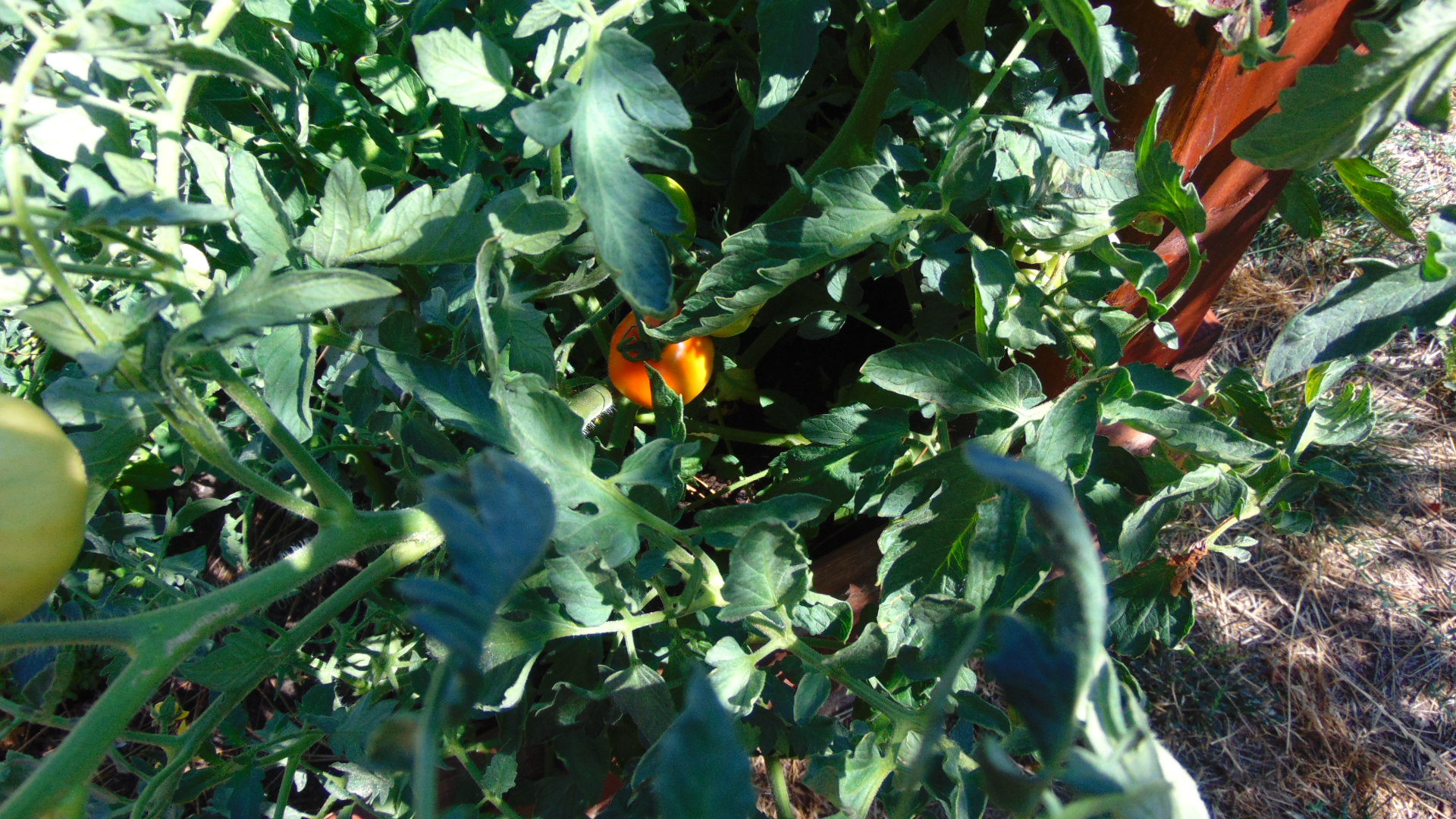 a red tomatoe