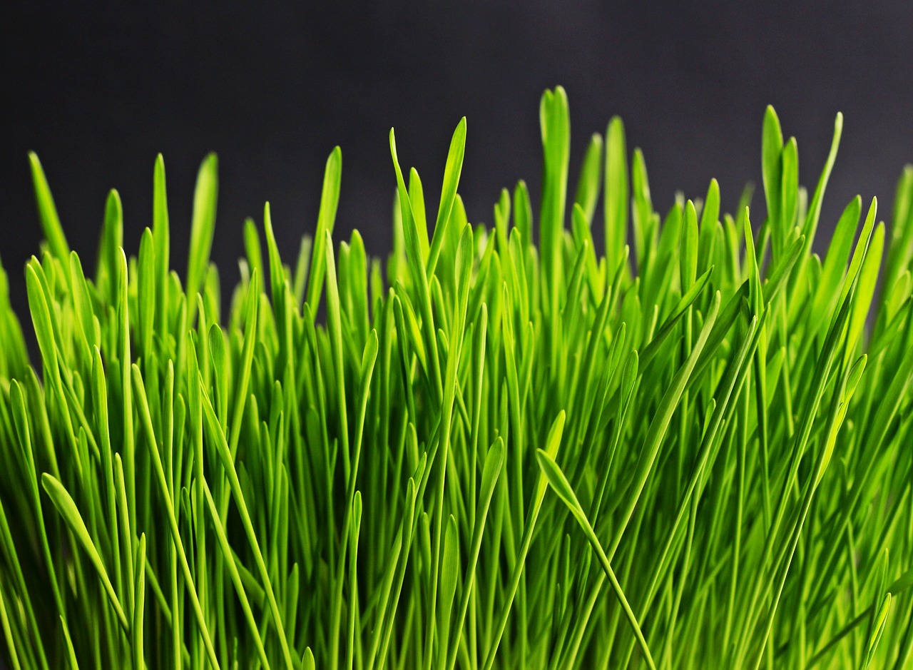 https://pixabay.com/en/grass-green-nature-plant-meadow-534873/ https://pixabay.com/en/grass-green-nature-plant-meadow-534873/