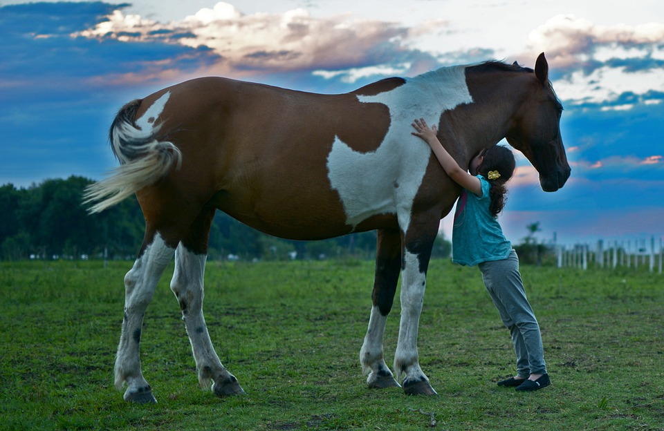https://pixabay.com/en/horse-field-girl-horse-girl-field-2536537/