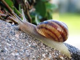 https://commons.wikimedia.org/wiki/File:Common_snail.jpg