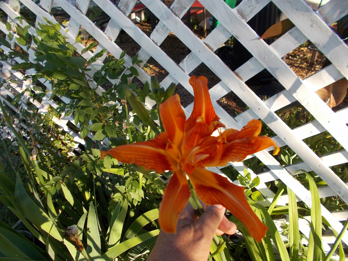 my day lily. my day lily.