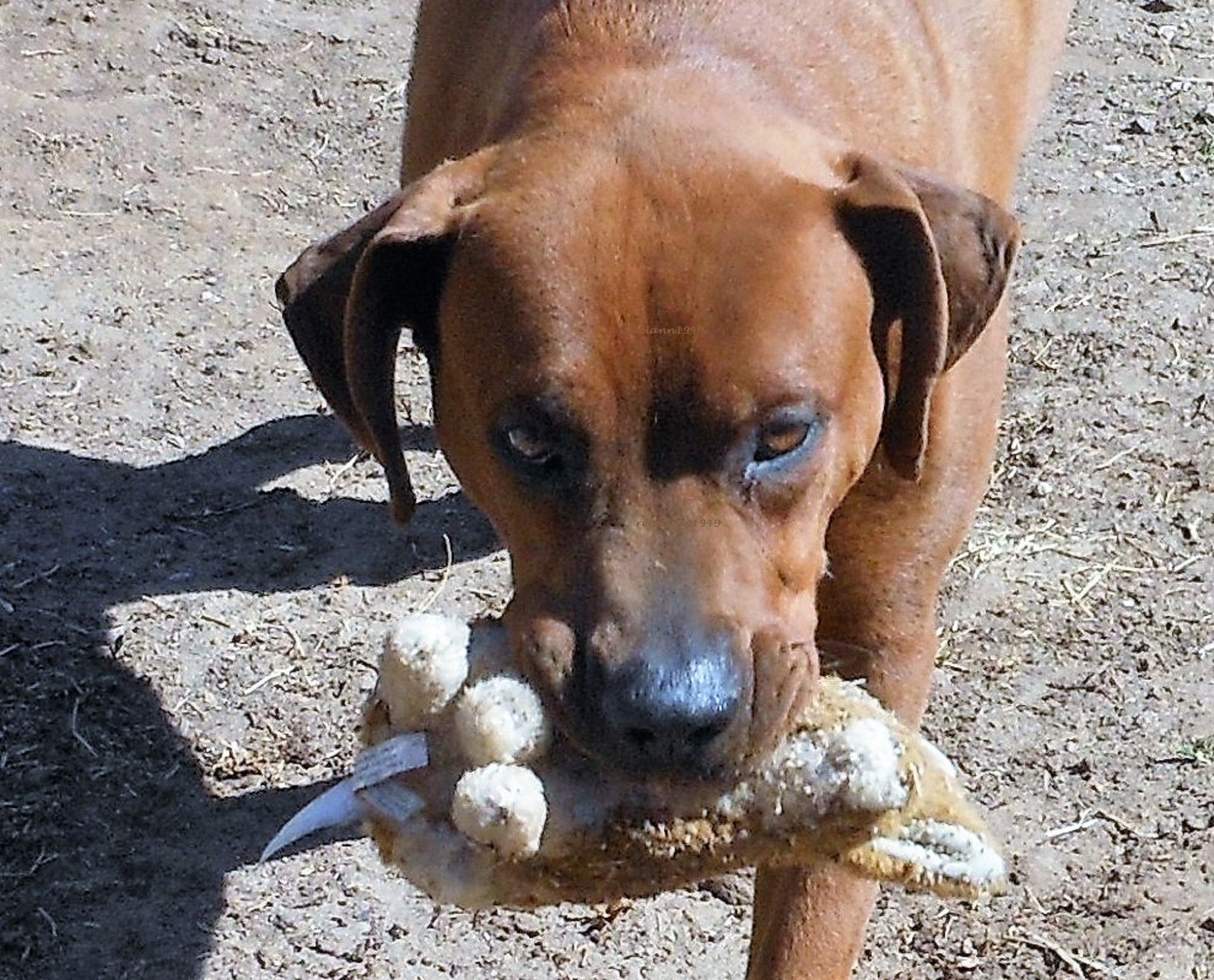 A friends dog wanted to play so I threw his toy and he would bring it back to me