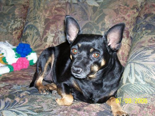 Older Dog - Tiny, we saved her recently from being put to sleep. Her owner died and she was goin down.. She has become a greatly treasured addition to our family.