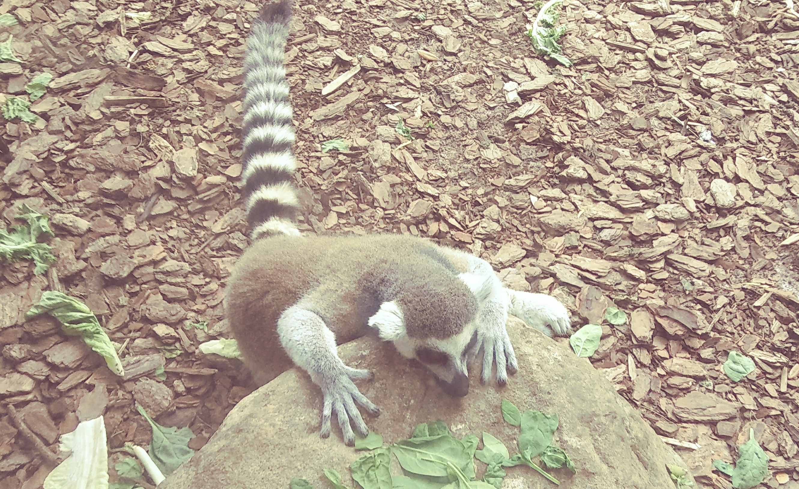 I took the photo of this cute critter.