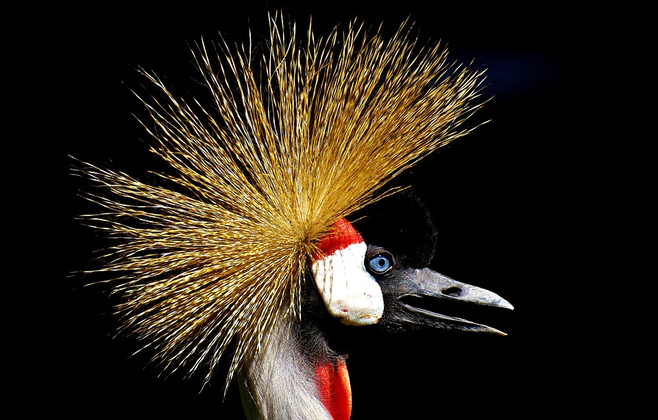 https://pixabay.com/en/grey-crowned-crane-2513396/ https://pixabay.com/en/grey-crowned-crane-2513396/
